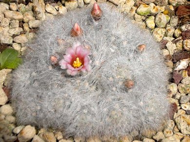 Mammillaria Glassii