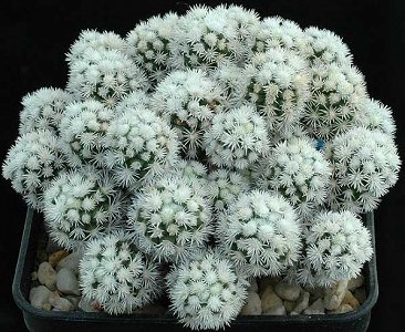 Mammillaria Gracilis Arizona Snow