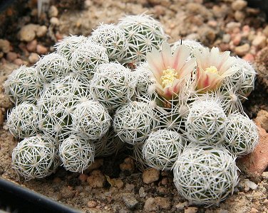 Mammillaria Gracilis