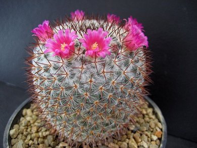 Mammillaria Haageana