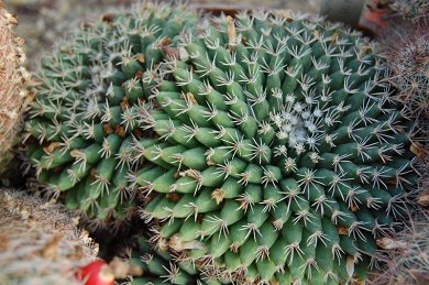 Mammillaria Heyderi