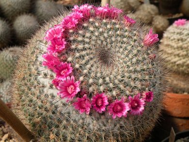 Mammillaria Klissingiana