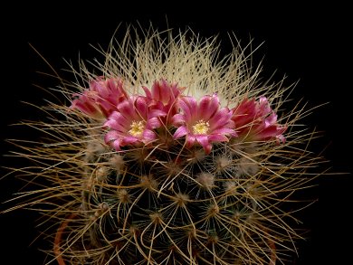 Mammillaria Leptacantha