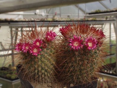 Mammillaria Magnifica