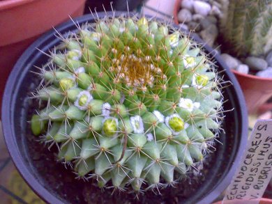 Mammillaria Marksiana