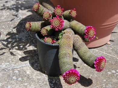 Mammillaria Matudae
