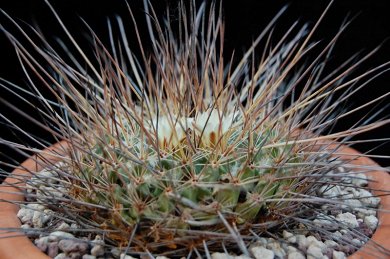 Mammillaria Melanocentra