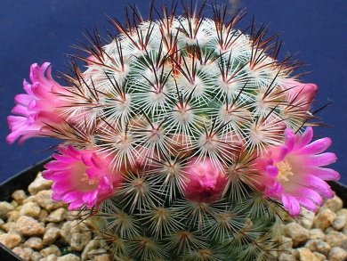 Mammillaria Microhelia