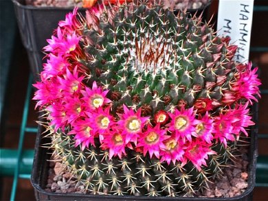 Mammillaria Mistax