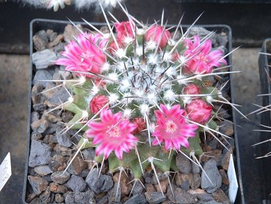 Mammillaria Nejapensis