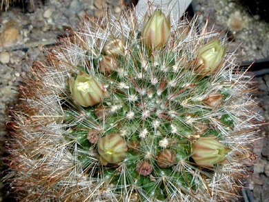 Mammillaria Neopotosina