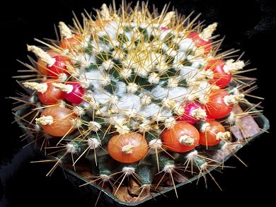 Mammillaria Nivosa