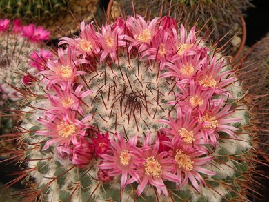 Mammillaria Petterssonii
