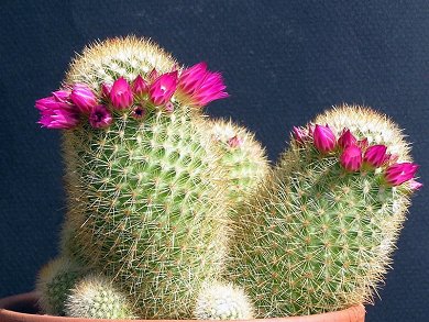 Mammillaria Pilcayensis