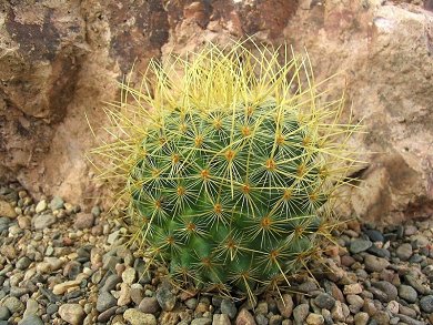 Mammillaria Pringlei