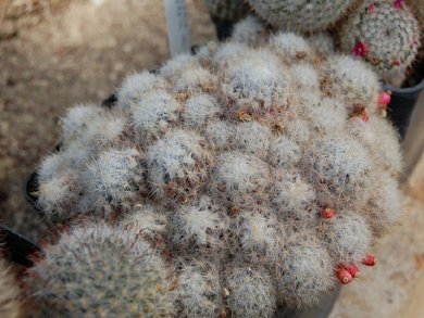 Mammillaria Prolifera Haitiensis