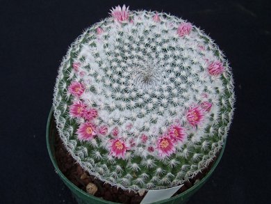 Mammillaria Pseudoperbella