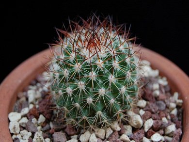 Mammillaria Rhodantha