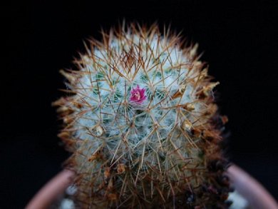 Mammillaria Ruestii