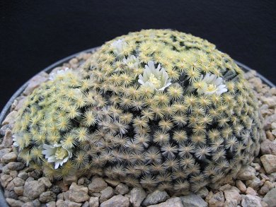Mammillaria Schiedeana