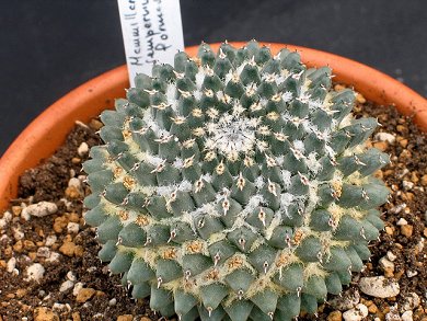 Mammillaria Sempervivi