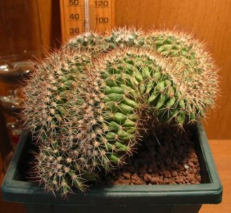 Mammillaria Spinosissima Crestata