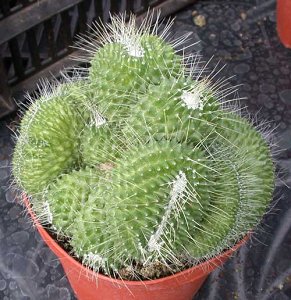 Mammillaria Spinosissima Un Pico Crestata