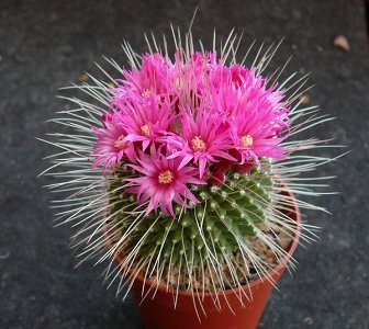 Mammillaria Spinosissima Un Pico