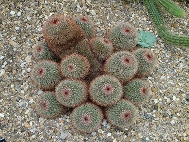 Mammillaria Spinosissima