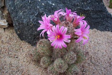 Mammillaria Swinglei