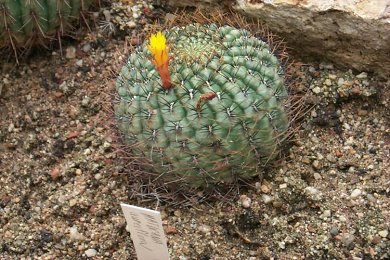 Matucana Aureiflora
