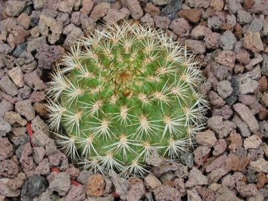 Matucana Intertexta