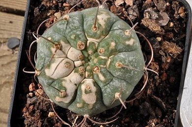 Matucana Madisoniorum