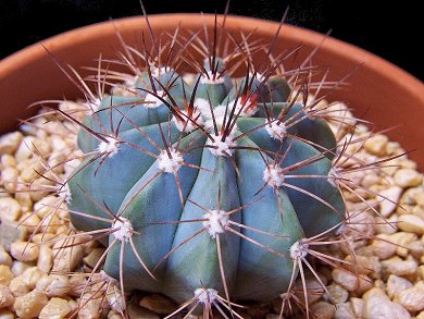 Melocactus Azureus