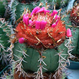 Melocactus Bahiensis