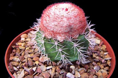 Melocactus Matanzanus