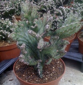 Monvillea Spegazzini Monstrosa