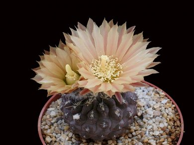Neoporteria Jussieui