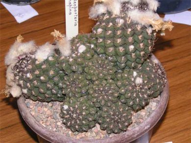 Neoporteria Napina