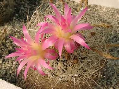 Neoporteria Nidus Gerocephala