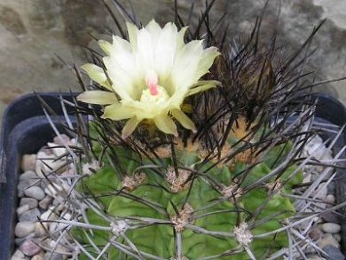 Neoporteria Paucicostata