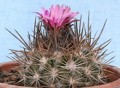 Neoporteria Rupicola