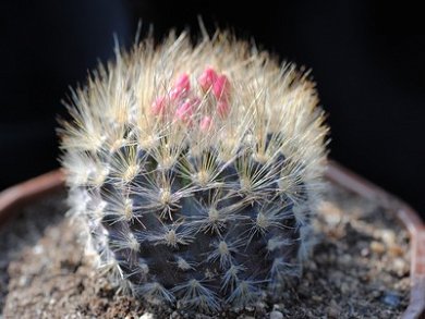 Neoporteria Villosa
