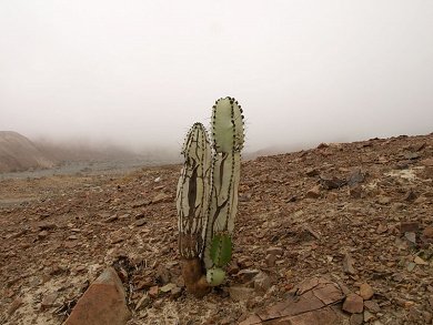 Neoraimondia Roseiflora