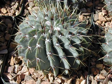 Notocactus Buiningii