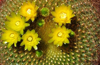 Notocactus Graessneri