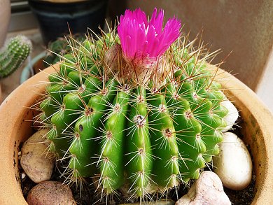Notocactus Herteri