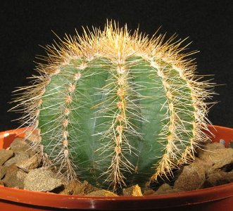 Notocactus Magnificus