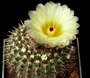 Notocactus Mammulosus