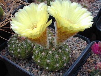 Notocactus Ottonis